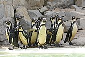 Alle Pinguine-Bild oder Foto