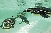 Humboldt-Pinguin-Bild oder Foto