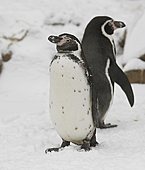 Humboldt-Pinguin-Bild oder Foto