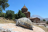 Griechische Landschildkröte-Bild oder Foto