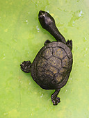 McCords Schlangenhalsschildkröte-Bild oder Foto