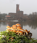 Samtfußrübling-Bild oder Foto