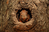 Eichhörnchen-Bild oder Foto