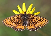 Alle Schmetterlinge-Bild oder Foto