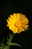 Ringelblume-Bild oder Foto