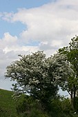 Weißdorn-Bild oder Foto