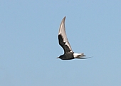 Weissflügelseeschwalbe-Bild oder Foto