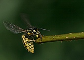 Deutsche Wespe-Bild oder Foto