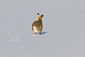 Tierspuren-Bild oder Foto