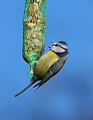 Achims Blaumeise-Bild oder Foto