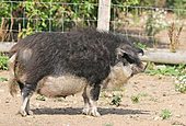 Mangalica Schwein-Bild oder Foto