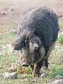 Mangalica Schwein-Bild oder Foto