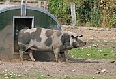 Dänisches Sortbroget-Schwein Glöckchenschwein-Bild oder Foto