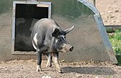 Dänisches Sortbroget-Schwein Glöckchenschwein-Bild oder Foto