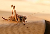 Gewöhnliche Strauchschrecke-Bild oder Foto