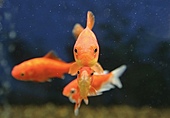 Goldfisch-Bild oder Foto