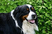Berner Sennenhund-Bild oder Foto