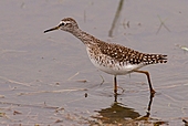 Bruchwasserläufer-Bild oder Foto