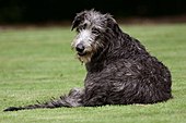 Irish Wolfhound-Bild oder Foto