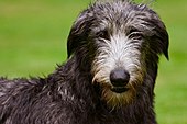 Irish Wolfhound-Bild oder Foto