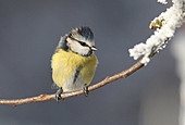 Achims Blaumeise-Bild oder Foto