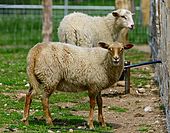 Schaf-Bild oder Foto