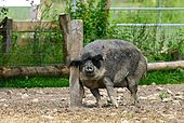 Mangalica Schwein-Bild oder Foto