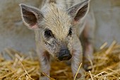 Mangalica-Schwein-Bild oder Foto