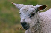Schaf-Bild oder Foto