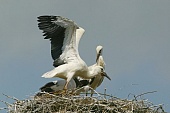 Weißstorch-Bild oder Foto