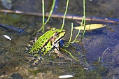 Amphibien-Bild oder Foto