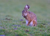 Nagetiere-Bild oder Foto