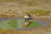 Zugvogel-Bild oder Foto